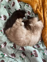 Nero Cat review photo