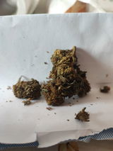 Cindy Human review photo