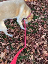 Nan review photo