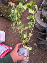 James Valverde review photo