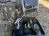 Melette review photo
