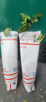 Serey Chea review photo