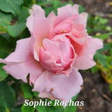 Patricia Swido review photo