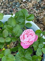 Rosalia Beachy review photo