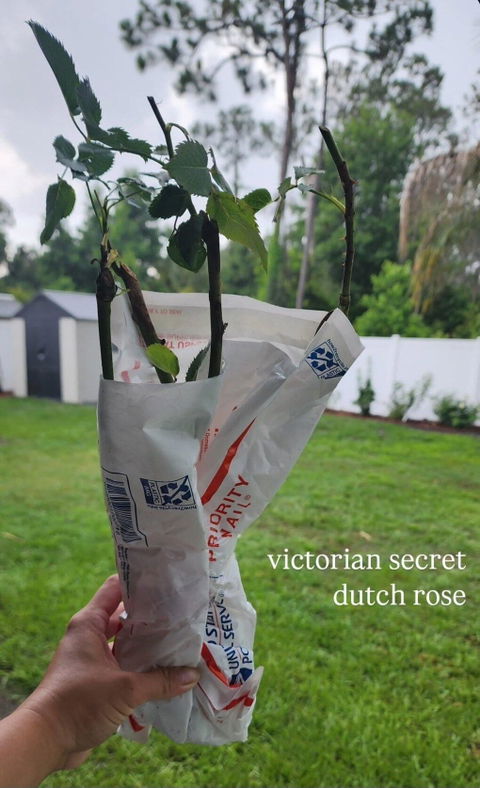 Victorian Secret Dutch Florist Shrub Rose