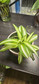 Jada review photo