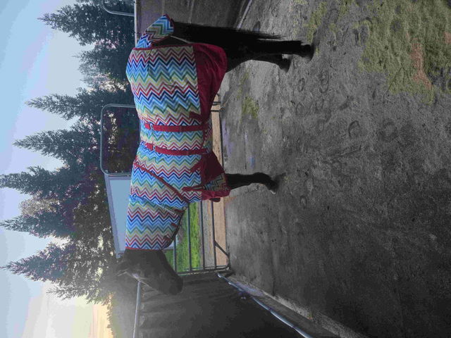 Horse in a rainbow chevron-print blanket standing in a paddock, photo from a Hilason customer review