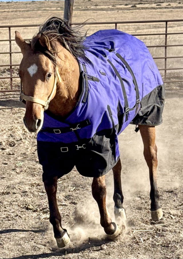Bay horse in a purple blanket with black trim on a dirt paddock, photo from a Hilason customer review