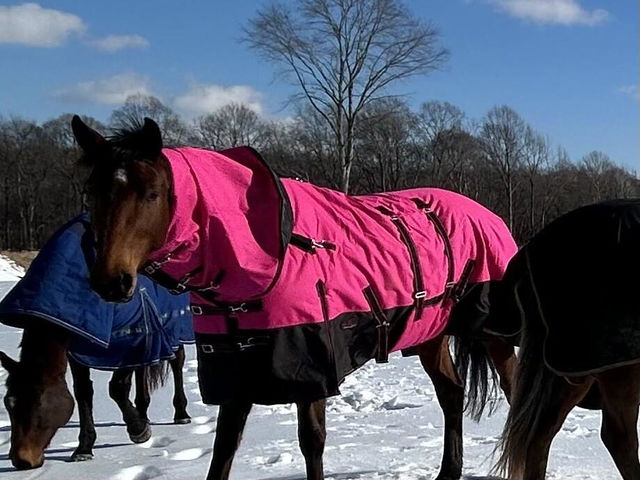 Brown horse in a pink and black blanket standing in snow, photo from a Hilason customer review