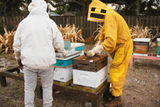 Edward Brittain , Mrs Bee’s Honey review photo