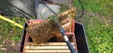 Steele Wings Apiary review photo