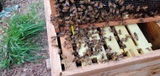 Steele Wings Apiary review photo