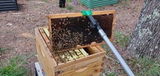 Steele Wings Apiary review photo
