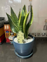 DSam review photo
