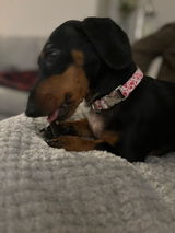 Pippa review photo