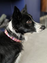 Jill review photo