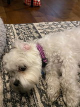 Janet review photo