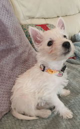 Ildiko review photo