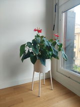 Chiara review photo