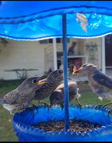 JohnRaysBirds review photo