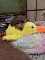 匿名 review photo