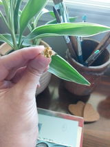 Cierra review photo