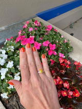 Pansy review photo