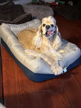 American cocker spaniel owner review photo