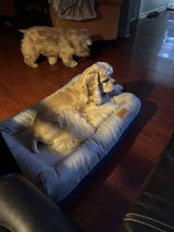American cocker spaniel owner review photo