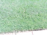 Susan Komisar review photo