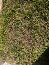 Dwight Murray review photo