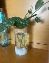 Magnolia V. review photo