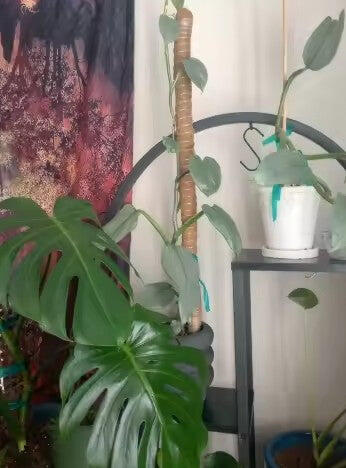 RootClimb