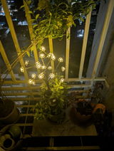Geeta Menezes review photo
