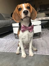 Milou de Beagle review photo