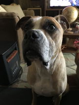 salmon & apple protein bites for dogs