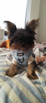 Janette Elliott and @tinypawstheo review photo