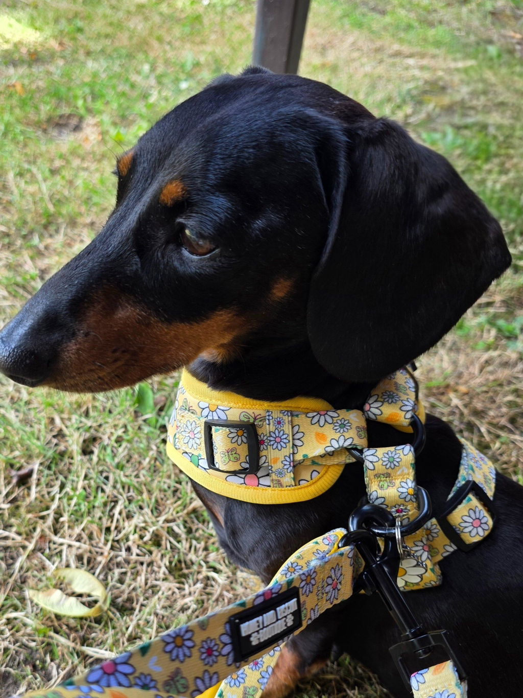 Pups A Daisy Lilac – Harness, Lead & Collar Bundle (3 Piece Set)