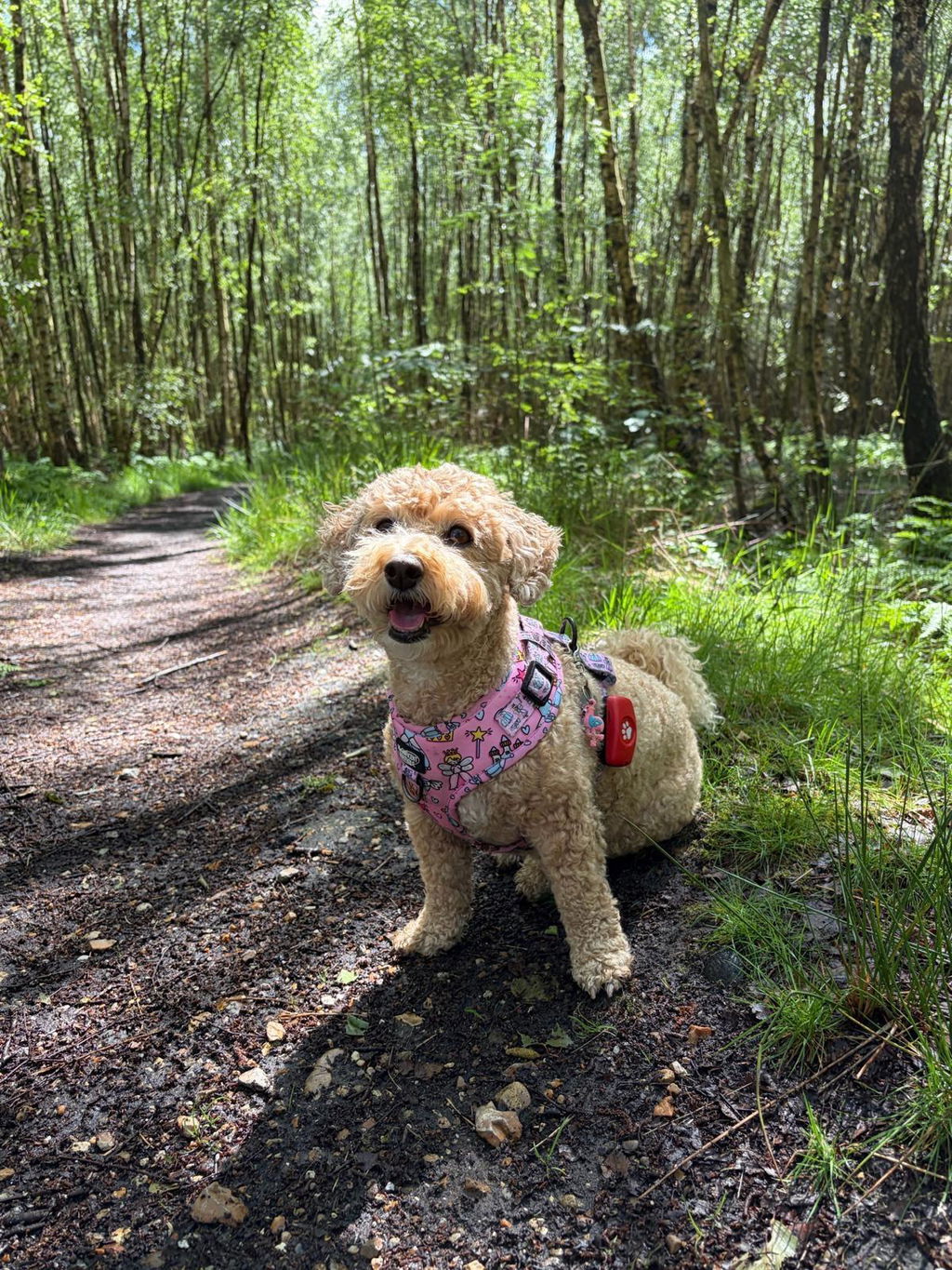 Pups A Daisy Lilac – Adjustable Floral Dog Harness for Small Dogs (No Pull)