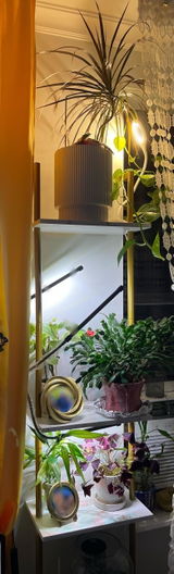 Ladyfern review photo
