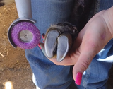Clover Green with Greens Mobile Hoof Trims review photo