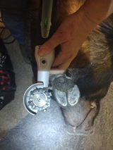 Clover Green with Greens Mobile Hoof Trims review photo