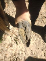 Clover Green with Greens Mobile Hoof Trims review photo