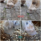 equihoofcare review photo