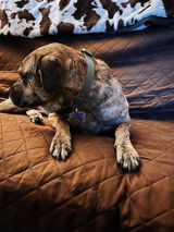 Lexey Holub review photo