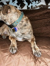 Lexey Holub review photo