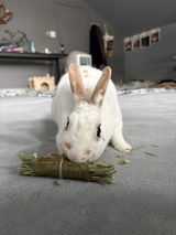 lexi review photo