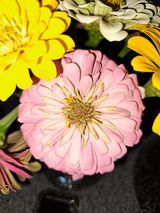Audrey J review photo