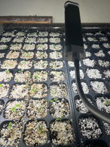 Phillips Nursery and Produce review photo
