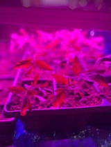 Phillips Nursery and Produce review photo